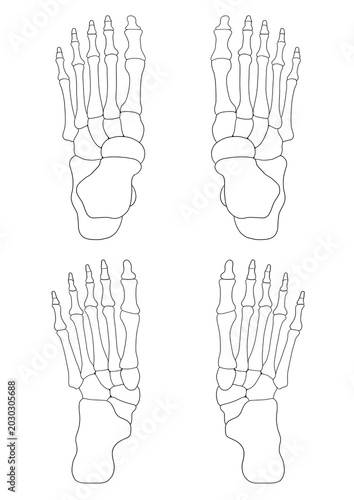 Canvas-taulu Human foot bone anatomy, (anterior and posterior view)
