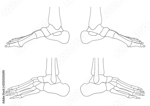 Human foot bone anatomy, (lateral view)