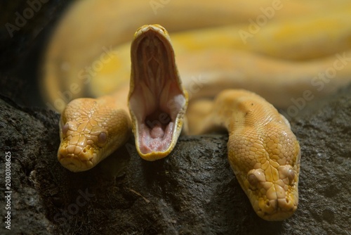Photography close up of a yellow python yawning among its friends