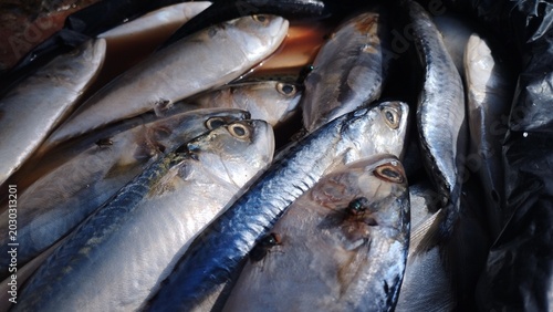Foto An abundant display of freshly caught silver fish, gleaming under natural light,