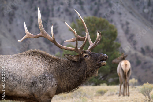 Foto Close Up of Bugling Bull Elk During Autumn Rut