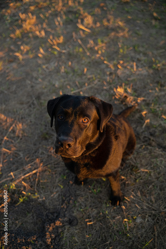 Obraz na plátně Portrait of a Labrador sitting on the ground looking at the camera