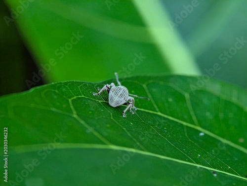 Fotografie Detailed macro photograph of a gray weevil beetle resting on a textured green leaf with soft bokeh background, highlighting insect wildlife, biodiversity, and natural ecosystem concepts