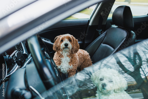 Картината върху платно Mix of Toy Poodle and Havanese dogs sitting inside a car, enjoying a nice day ou