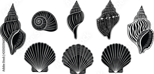 Collection of black and white detailed of various seashells and scallops conch spiral marine