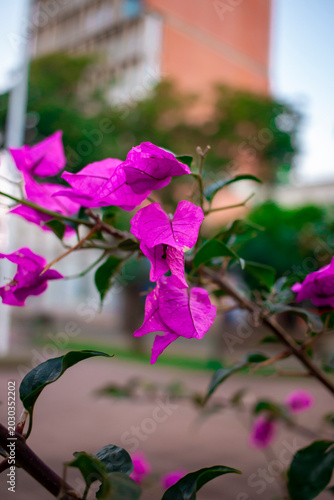  planta Bougainvillea