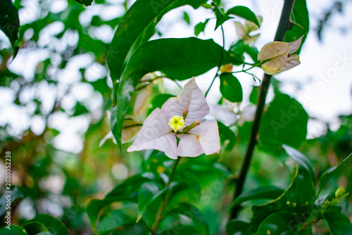  buganvilla (Bougainvillea) blanca