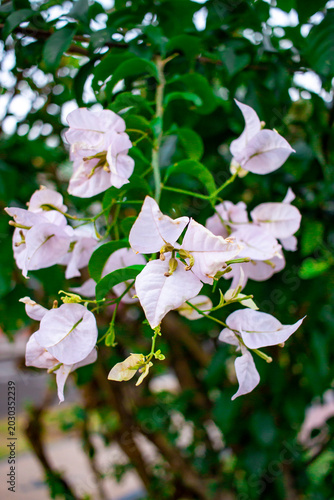  buganvilla (Bougainvillea) blanca