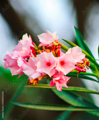 flor de adelfa (Nerium oleander) de color rosa vibrante