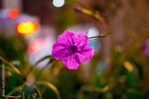 Tableau sur toile petunia mexicana o Ruellia simplex