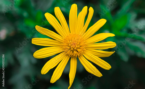 flor Euryops, margarita de arbustos africanos