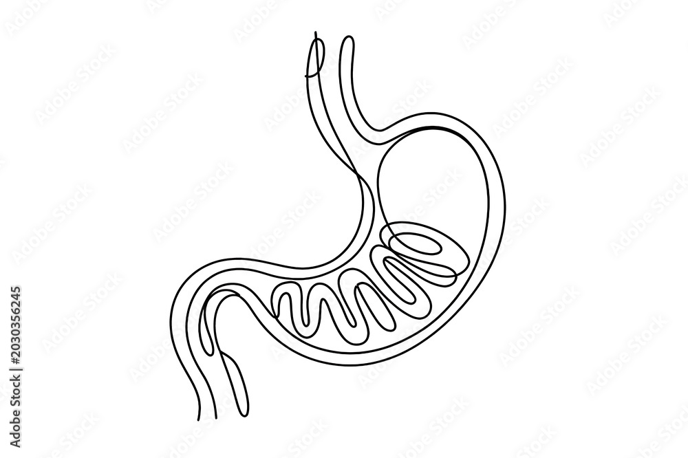Fototapeta premium Vector Line Art of Human Stomach and Digestive System Anatomy - Minimalist Cartoon Style for Medical Education Resources