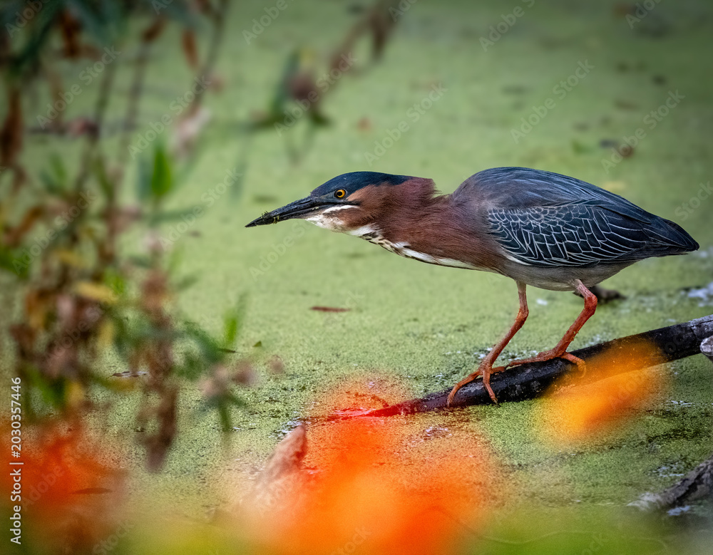 Naklejka premium A gree n heron in hunting mode in a pond with green duck weed and some orange flowers in the background