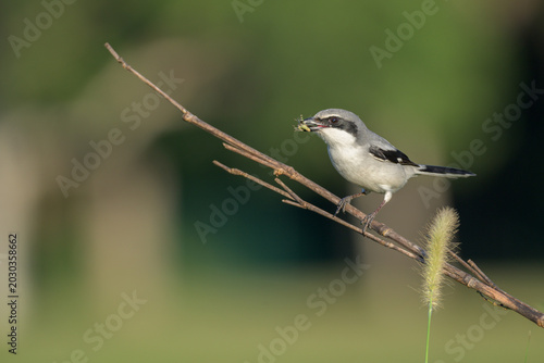 Bild auf Leinwand Loggerhead shrike perched on a branch with a grasshopper in its beak