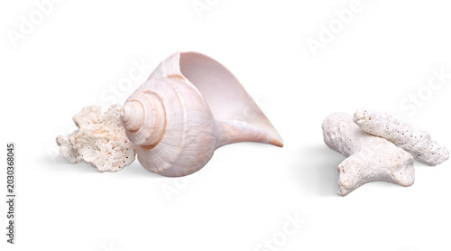 Quadro su tela seashell isolated on white background