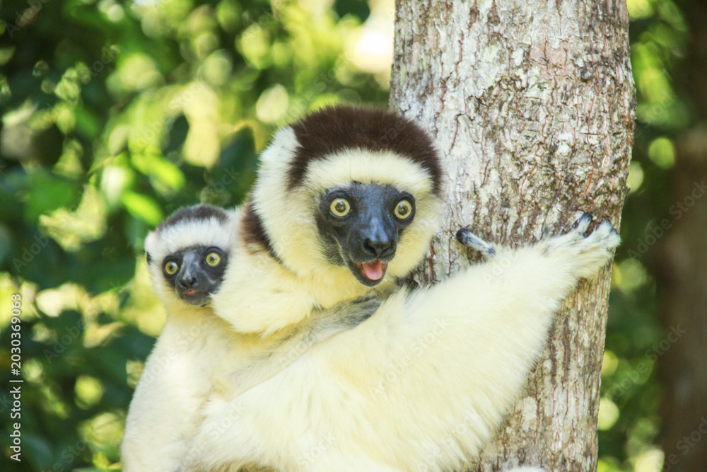 Fototapeta premium Verreaux's Sifaka (Propithecus verreauxi)