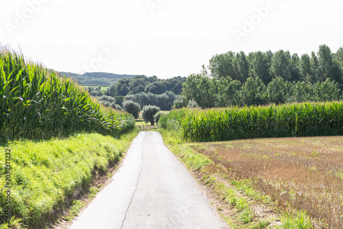 Fotografie Detail of a beautiful forest landscape in the Flemish Ardennes, near the city of Geraardsbergen