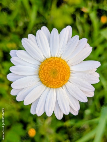 white daisy flower in the early light