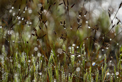 green grass in the morning with bokeh