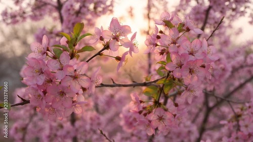 Pink cherry blossoms in full bloom.