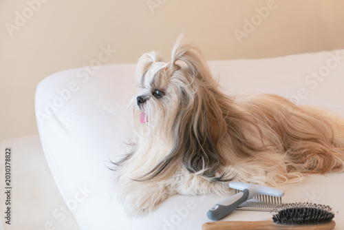 Cute Shih Tzu dog lying on messy white bed with soft morning sunlight.
