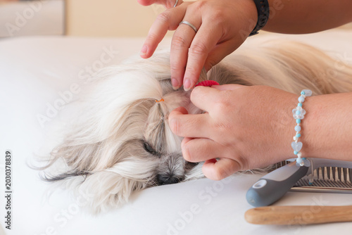 Close-up of pampered Shih Tzu dog with hair tied in ponytails.