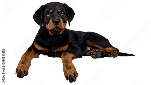 Bild auf Leinwand black labrador retriever