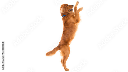 Fotografija dog playing with ball