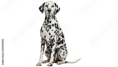 Tableau sur toile dalmatian dog isolated on white