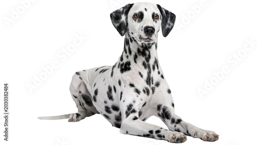 Foto great dane dog sitting