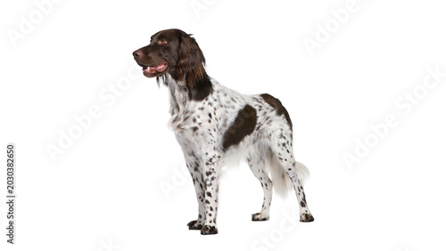 Quadro su tela english springer spaniel