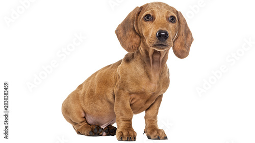 Tableau sur toile dachshund dog with ball