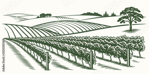 Φωτογραφία Minimalist vineyard landscape line art illustration with wine country rural area