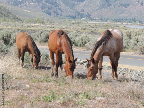 Photography Three wild horse grazing in a field