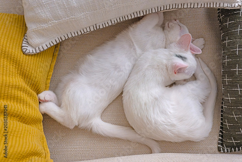 two white kittens sleeping like a log
