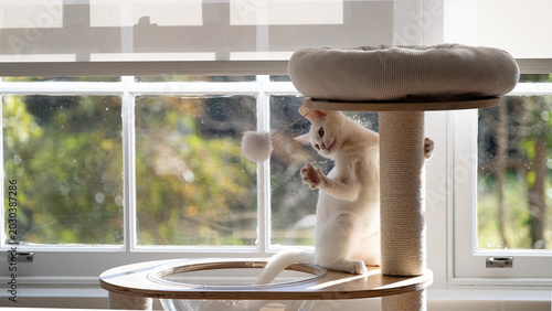 White Kitten plays a White ball near a white window

