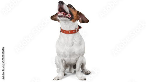 Quadro em tela jack russell terrier puppy