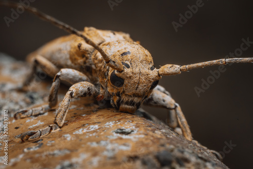 Foto Longhorn Beetle Face Front View Macro Photography
