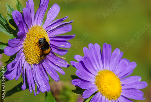 Fotografia Hoverfly (Eristalis spp