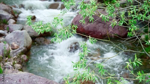 Willow tree branches sway in wind against blurred mountain landscape with rushing river in background, natural outdoor close up scene.