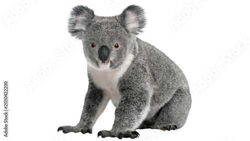 Bild auf Leinwand koala on white background