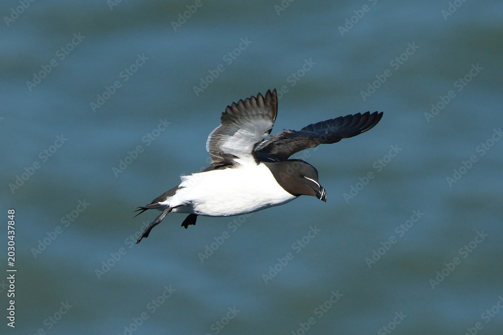 Fototapeta premium Razorbill Seabird Flying Near Bempton Cliffs, Yorkshire, England