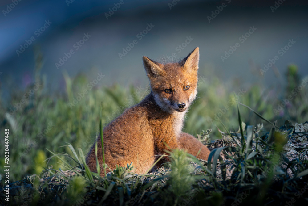 Fototapeta premium cute fox cub resting beside woodland den