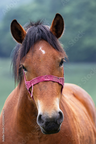 brown horse portrait looking directly at camera