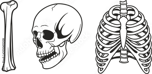 Tableau sur toile Set of human bones including a long bone, a skull, and a rib cage