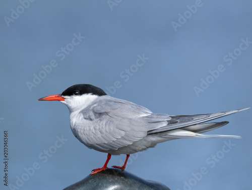 The Common Tern (Sterna hirundo) on blue sky background.