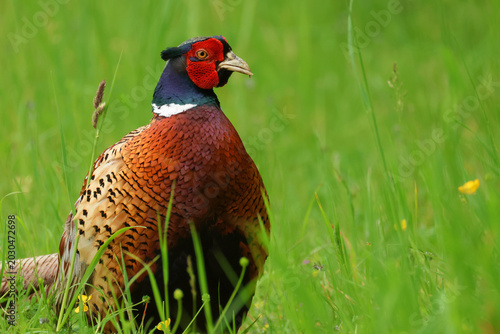 A stunning male Pheasant, Phasianus colchicus, standing in a meadow.