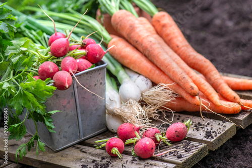Bunch of organic carrots, oinions and radish harvest in garden and placed on ...