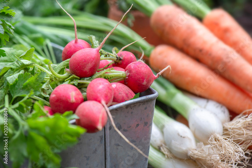closeup on organic round  radishes in metal  container with other vegetables ...