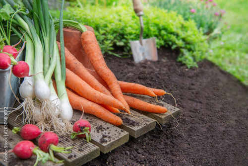 Bunch of organic carrots, oinions and radish harvest in garden and placed on ...